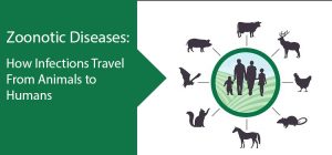 Zoonotic Virus: How Infections Travel From Animals to Humans